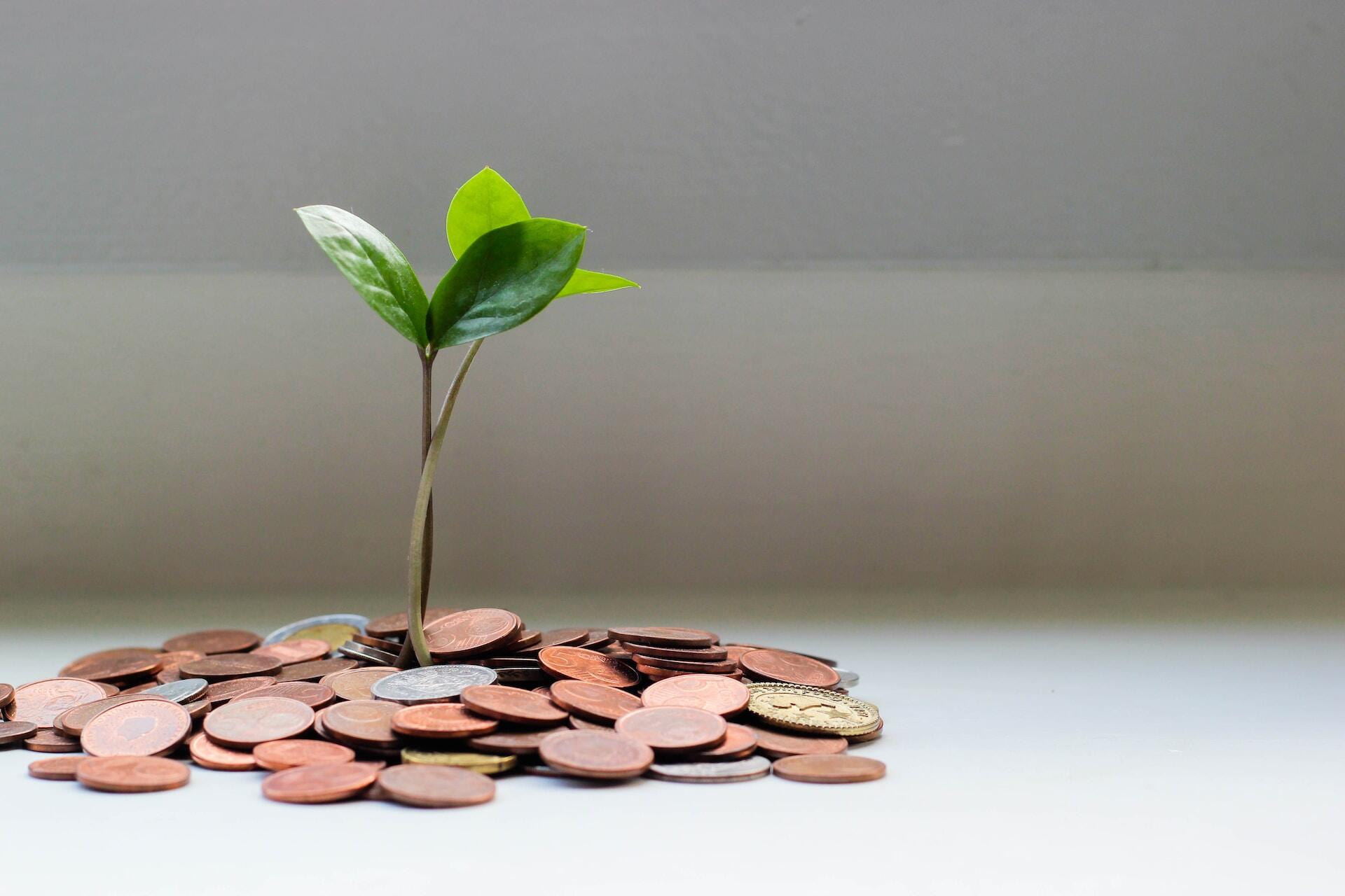 A plant growing between some coins